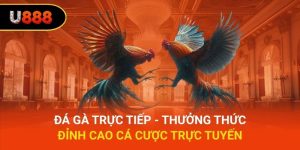 Đá Gà Trực Tiếp - Thưởng Thức Đỉnh Cao Cá Cược Trực Tuyến